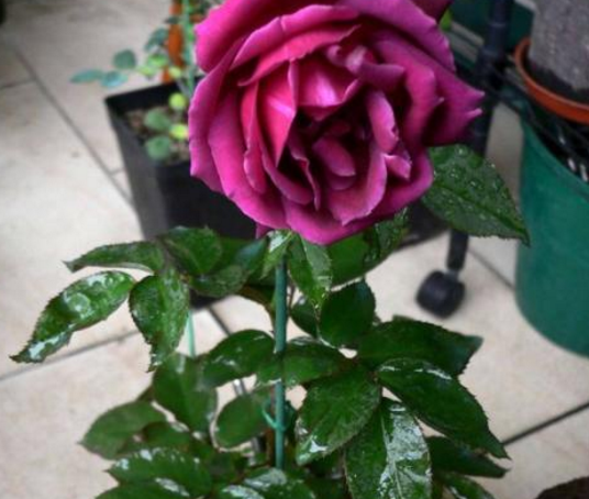 红到发紫的月季花,却有一个很刚正的名字叫林肯先生