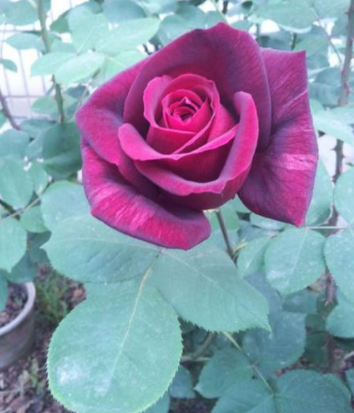 红到发紫的月季花,却有一个很刚正的名字叫林肯先生