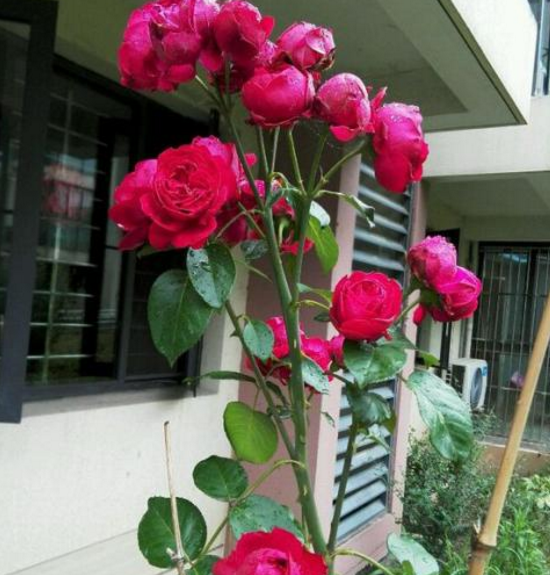 红到发紫的月季花,却有一个很刚正的名字叫林肯先生