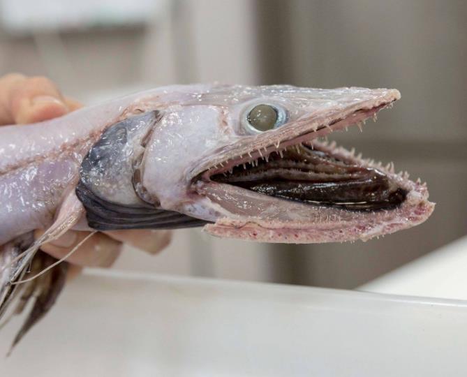 传说世界第一丑的鱼,中国吃货没法挑战了吧,看着都想吐