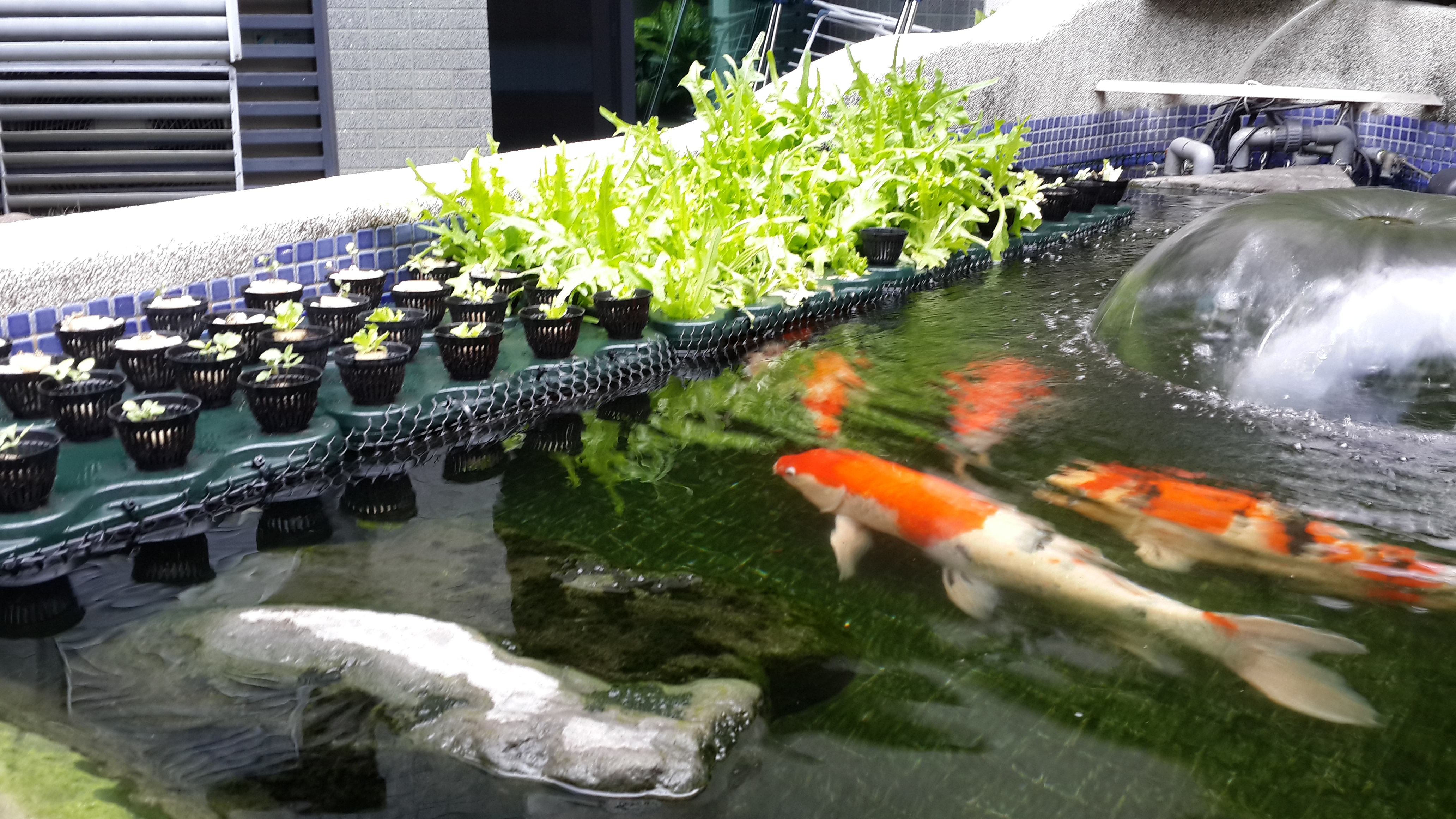 鱼菜共生,探索新农业,节源又增产