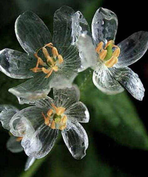 透明色的花瓣,黄色的花蕊,这样的山荷花真的好漂亮