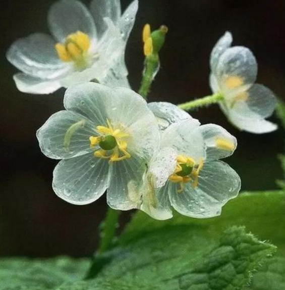 透明色的花瓣,黄色的花蕊,这样的山荷花真的好漂亮