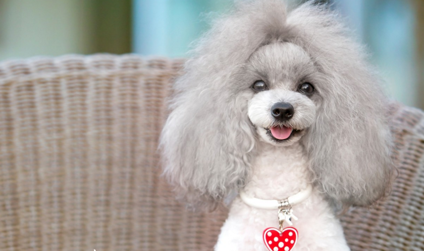 原来贵宾犬的名字是这样来的!竟还有一个名字叫"贵妇犬"!