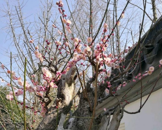 百年梅花吐芳艳,老杆风骨恰当年