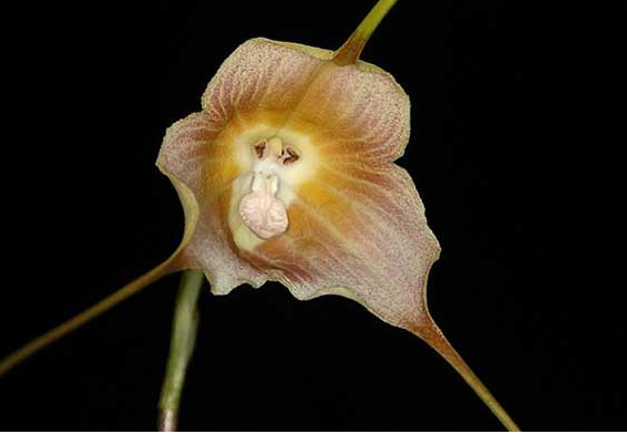 猴面小龙兰花,猛的一看还真的被吓了一跳