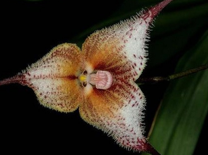 猴面小龙兰花,猛的一看还真的被吓了一跳