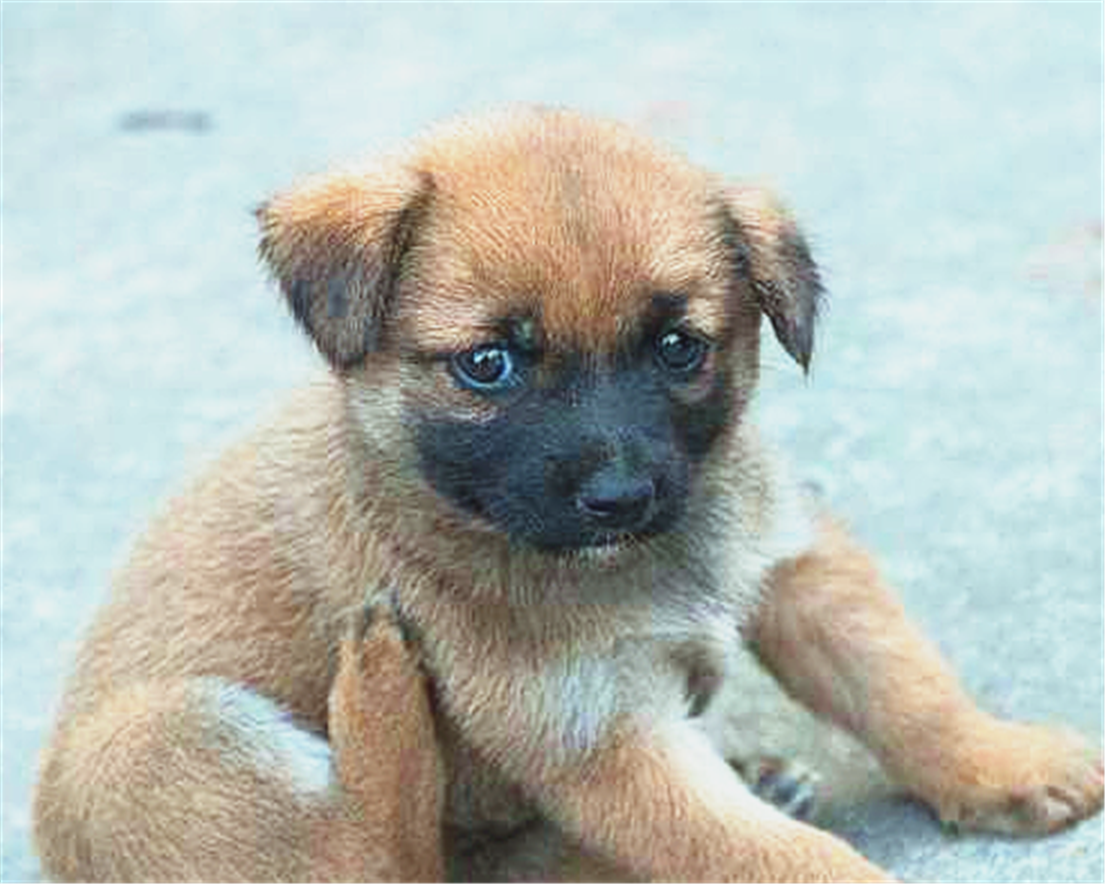 街上遇到这6种流浪狗狗,你们更愿意收养哪一只呢?