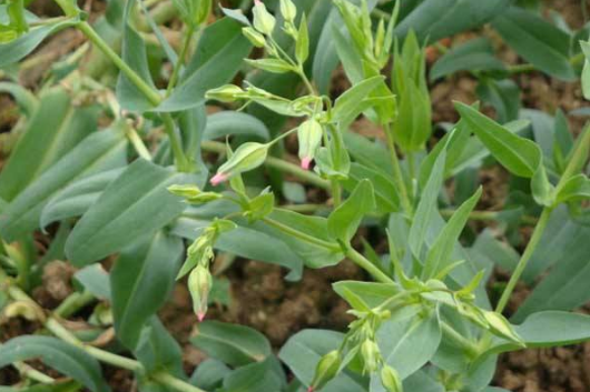 治难产逆生,胎死腹中:王不留行,酸浆草(死胎焙用),茺蔚子,白蒺藜(去刺