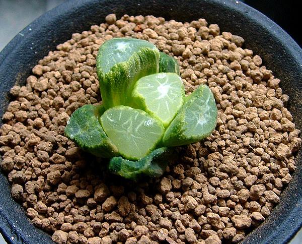 万象锦,多肉植物中比较娇贵的一种,这样的它你喜欢吗