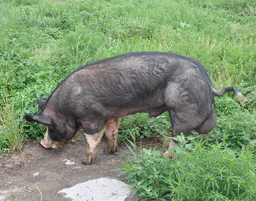 巴克夏猪的肉质图图片