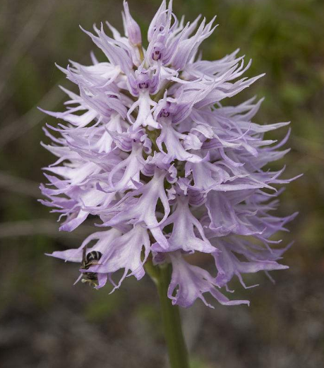 意大利红门兰真的不能仔细看,看多了有点吓人啊