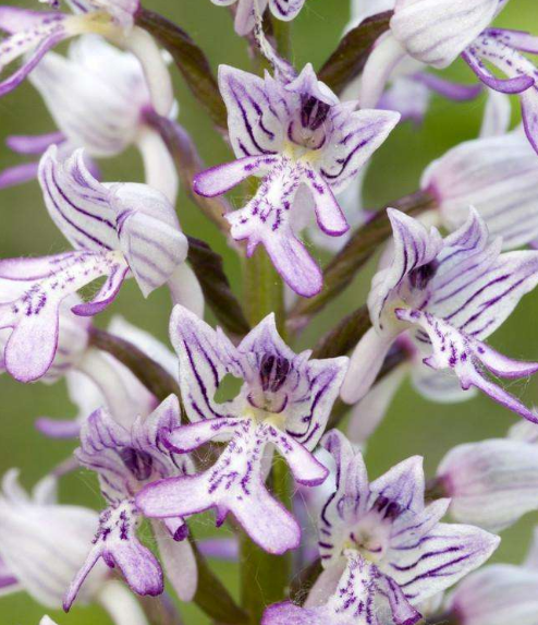 意大利红门兰真的不能仔细看,看多了有点吓人啊