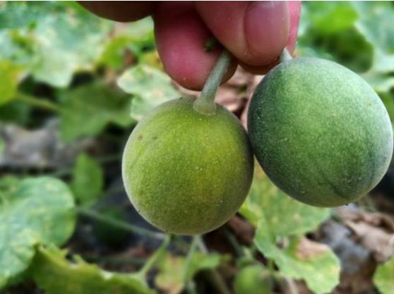 农村里一种全身都是宝的野瓜,路边上经常见,千万别错过了