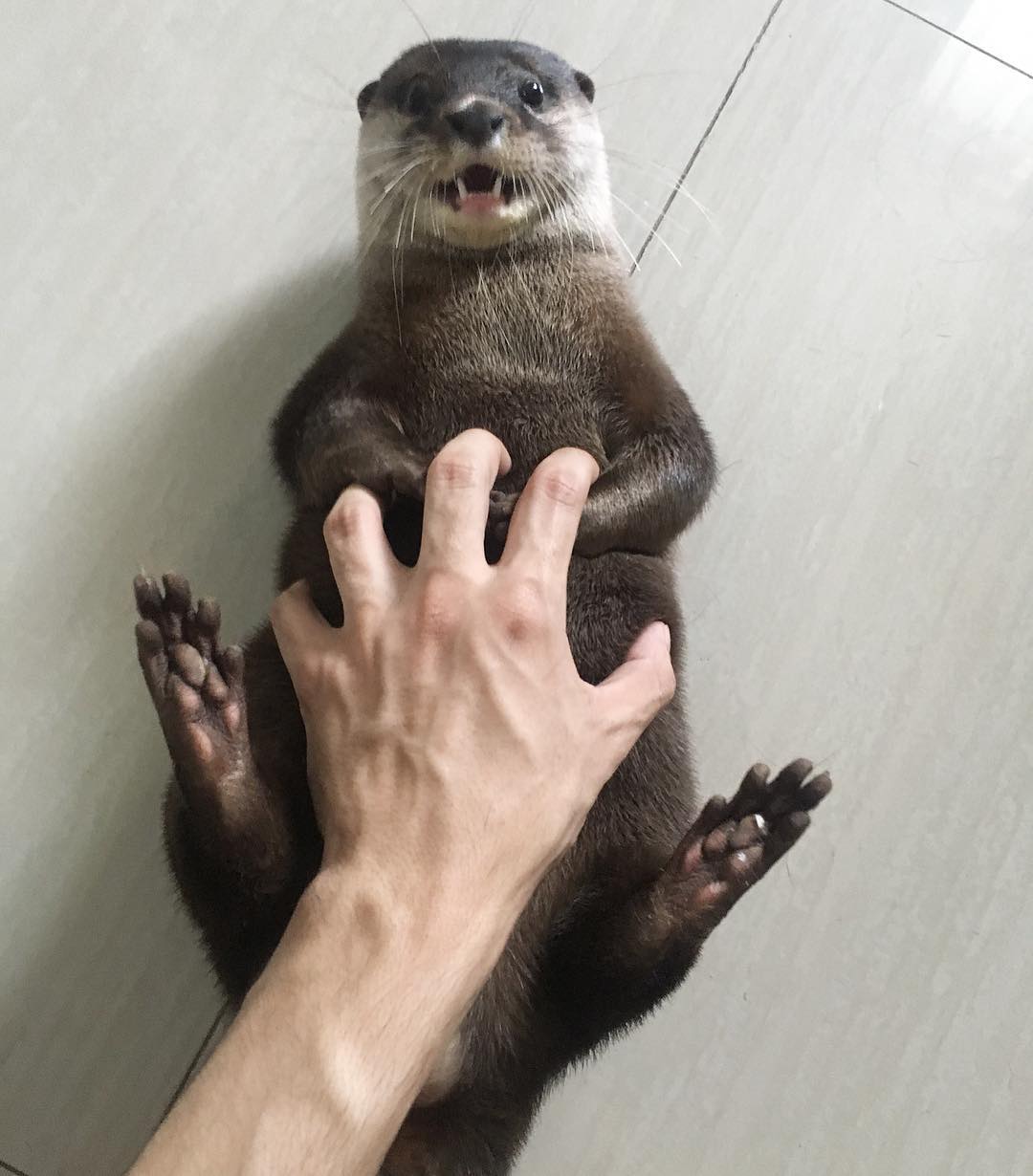 别闹了,水獭这么可爱怎么可能是妖怪!