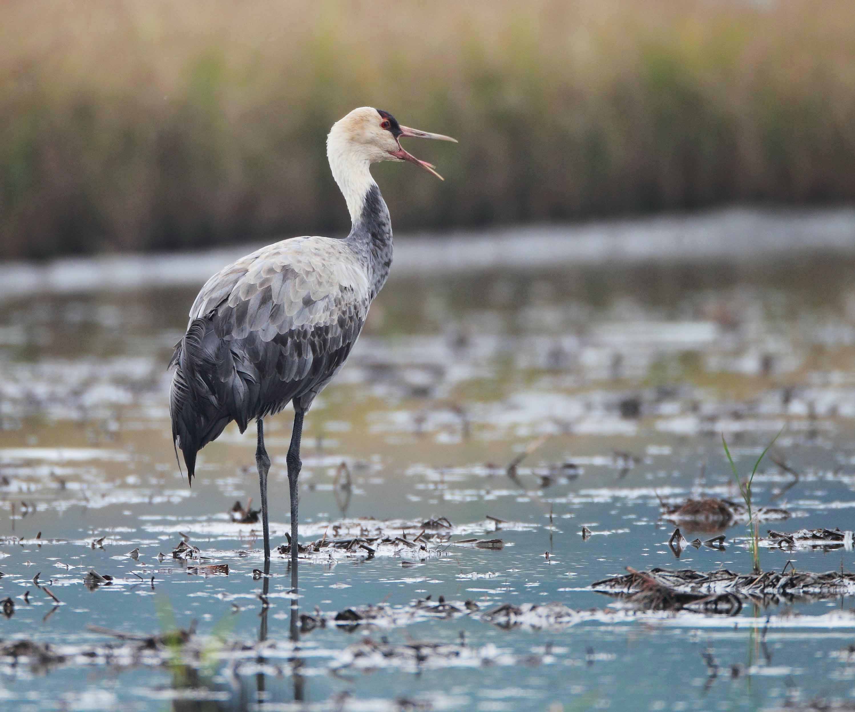 白头鹤,大型涉禽类,灰衣素裳,头颈雪白,这样的动物你见过吗