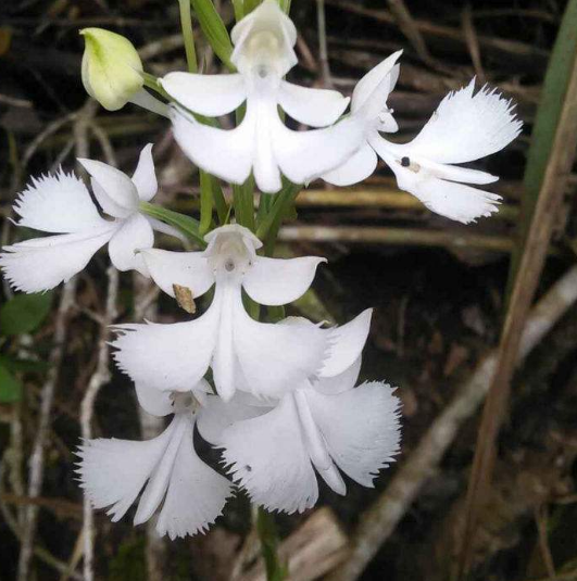 鹅毛玉凤花形似白鸽,看着都感觉很漂亮很静雅