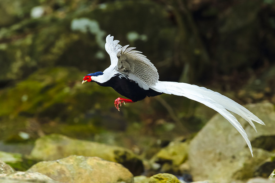 白鹇,一种雄性比雌性还要漂亮的动物,你喜欢雌性还是雄性呢