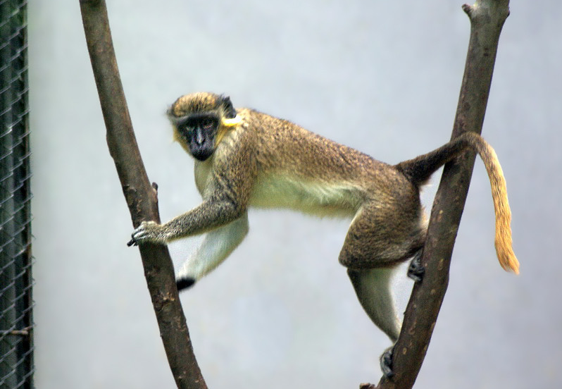 想不到猴子分这么多种类,这种绿的发光的绿长尾猴你见过么