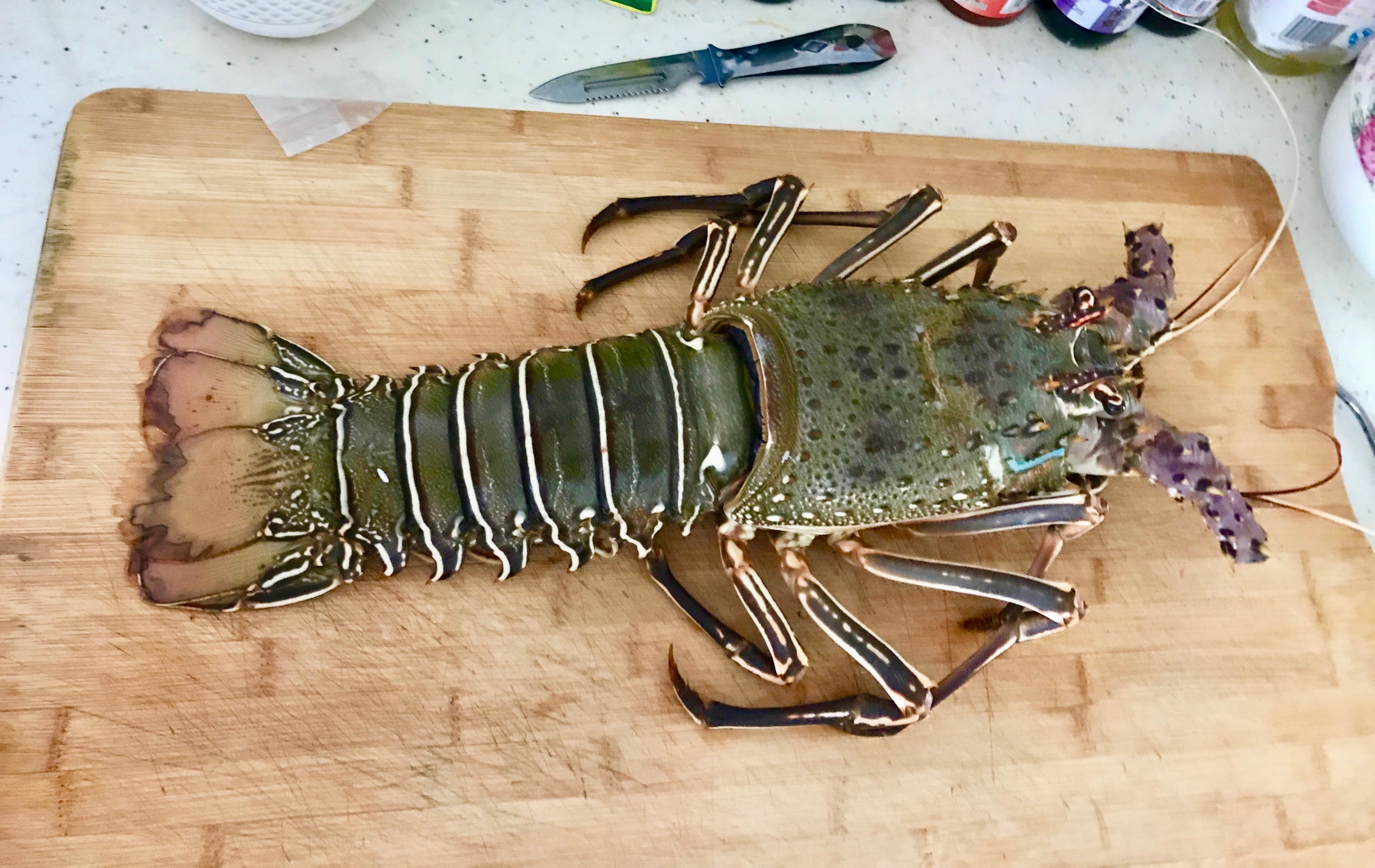 3分钟学会澳洲花龙的做法