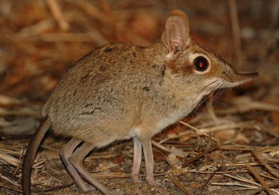 这么可爱的跳鼩你见过么,看完想抱一只回家