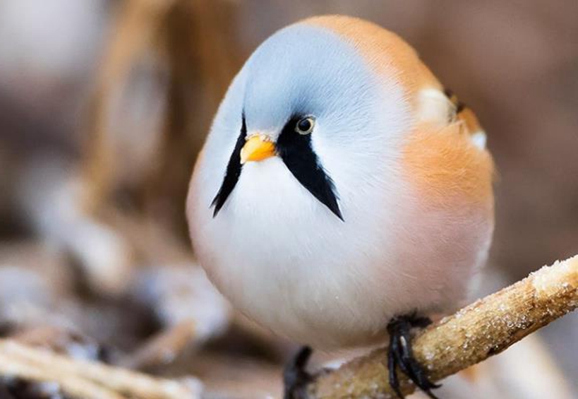 盘点那些胖成球的小动物们,你被哪一个萌到了?