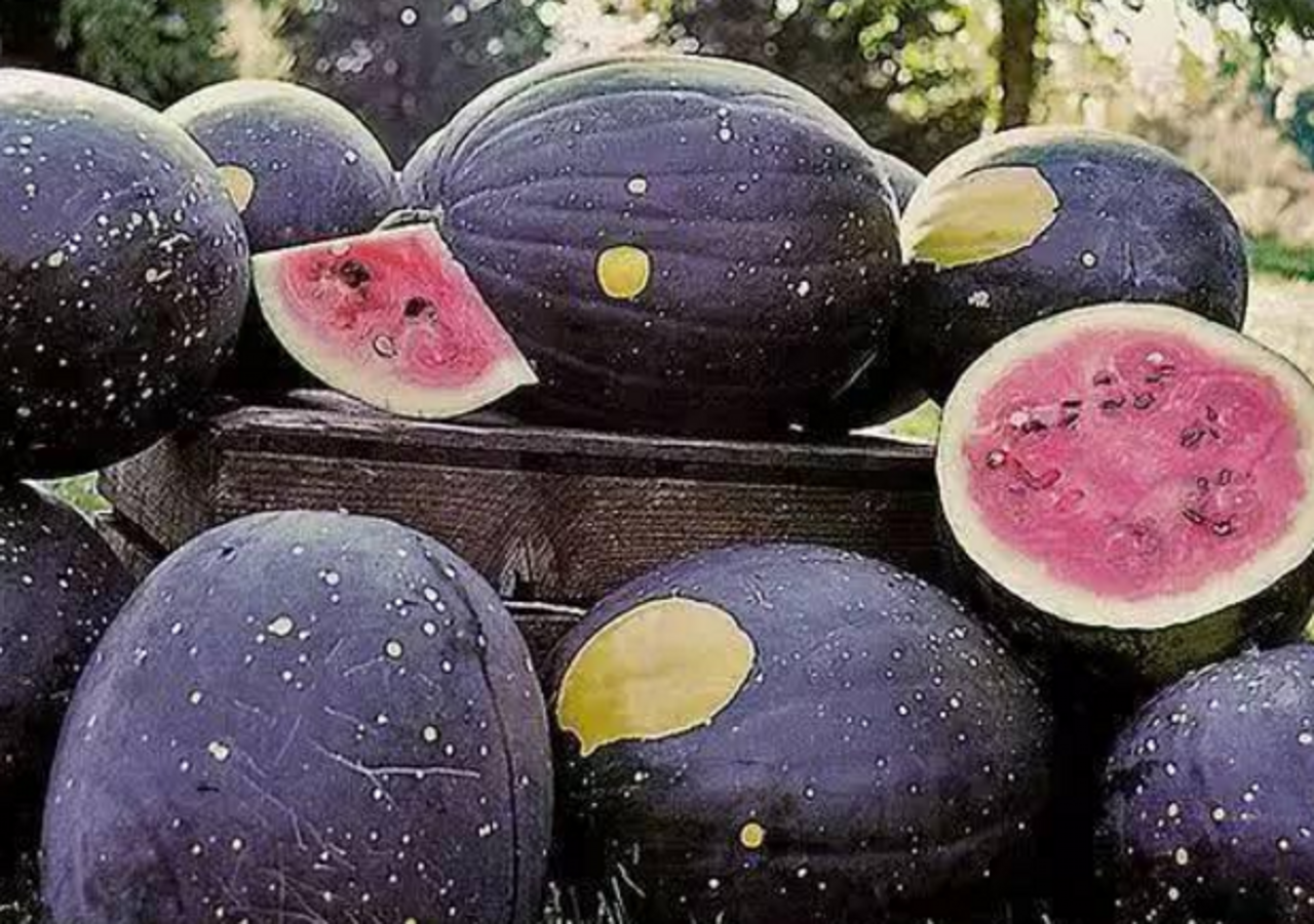 世上"最奇葩"的西瓜:图3吃不起,最后一个你敢吃吗?