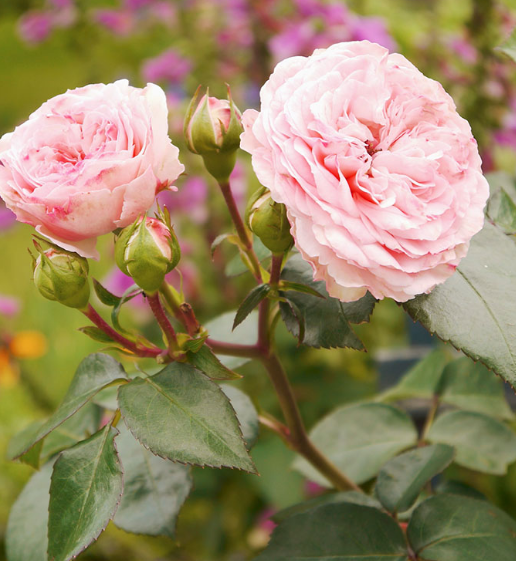 这款玫瑰花有个圣洁的名字,叫做玛利亚玫瑰