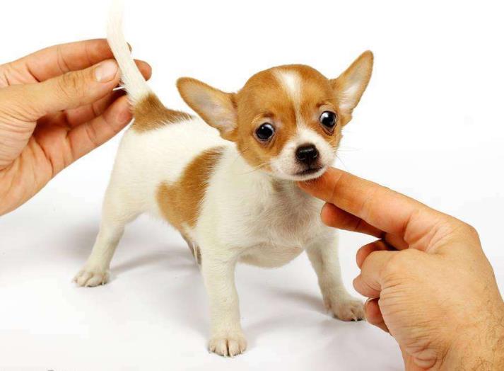 全球最可爱的小型犬,小巧玲珑萌翻众人,你的爱犬上榜了吗?