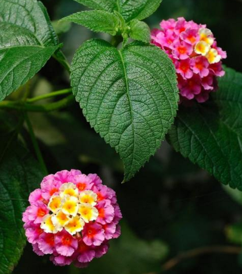 它的名字叫五色梅,快数数是不是真的有五种颜色