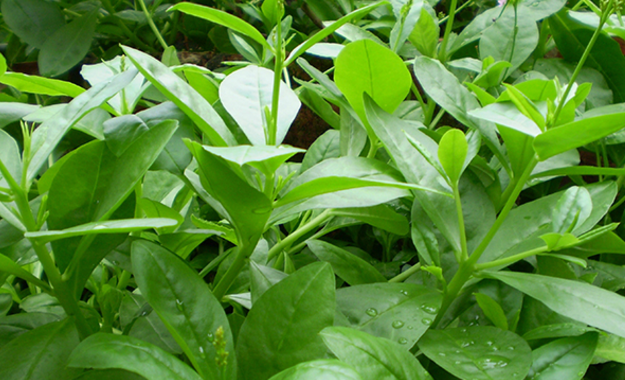 人参菜,又叫假人参,东洋参,飞来菜