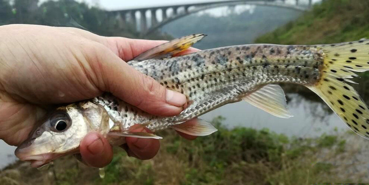 黄河花骨鱼图片