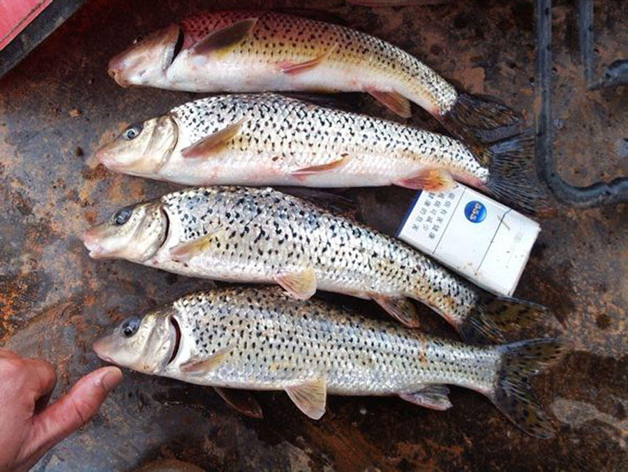 重庆钓鱼人很痴迷这种鱼,体侧布满黑斑俗称"花骨鱼"