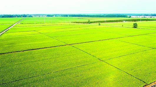 深圳是一个"没有农民的城市",但拥有基本农田