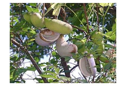 农村里有一种叫羊开口的植物,是败毒抗癌的好东西,你见过吗