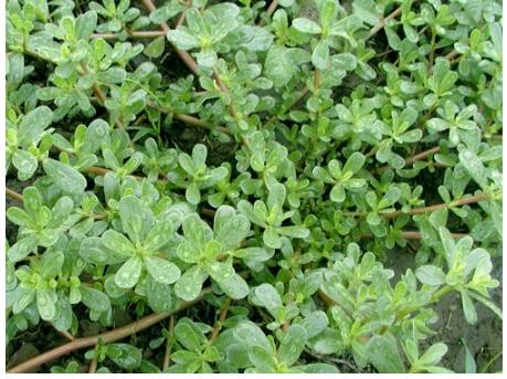 这种叫长命草的小植物,不但可以观赏,药用,还能美容