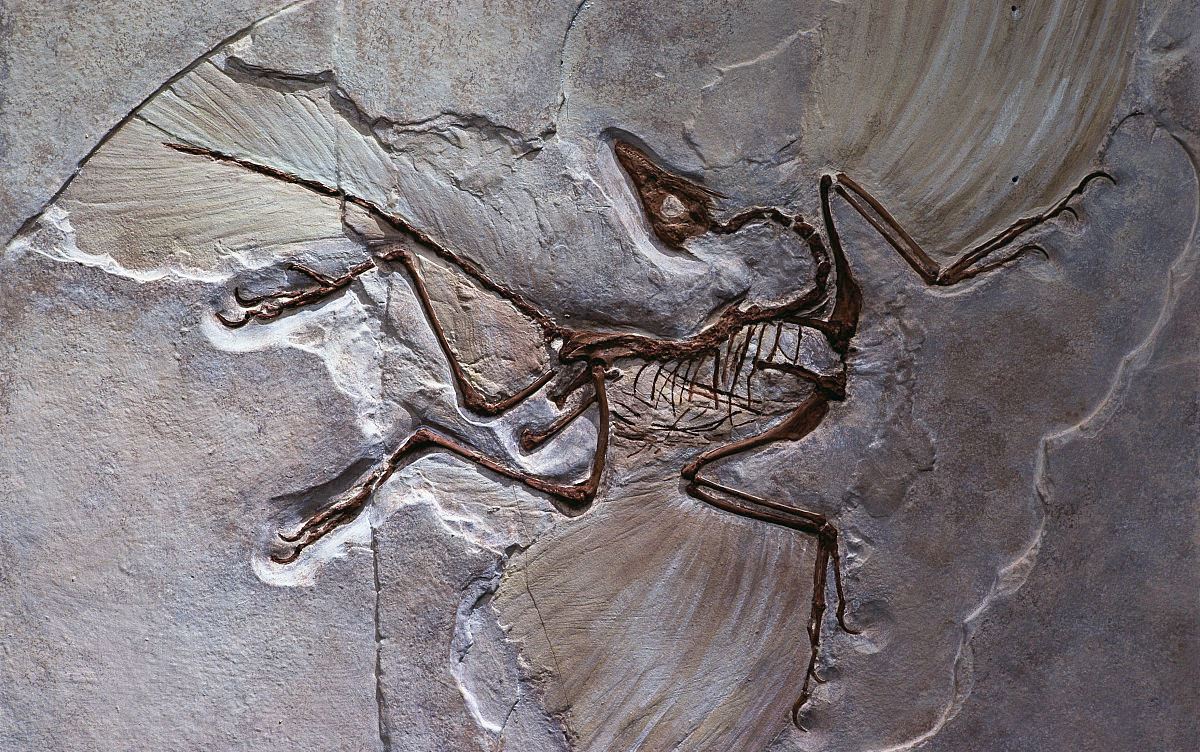 始祖鸟如何飞行?它真的是鸟类的祖先吗?