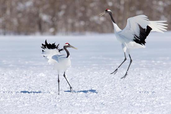 丹顶鹤,我们国家的国鸟,我国是世界上种群最大数量最多的国家