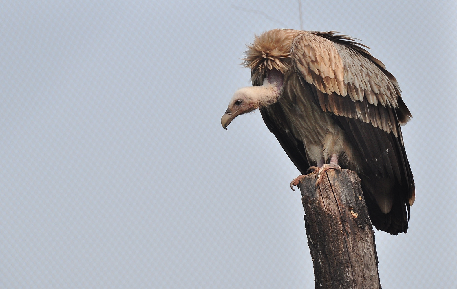 这种动物濒危的原因竟然是吃残鼠二次中毒死亡,你看它可爱吗