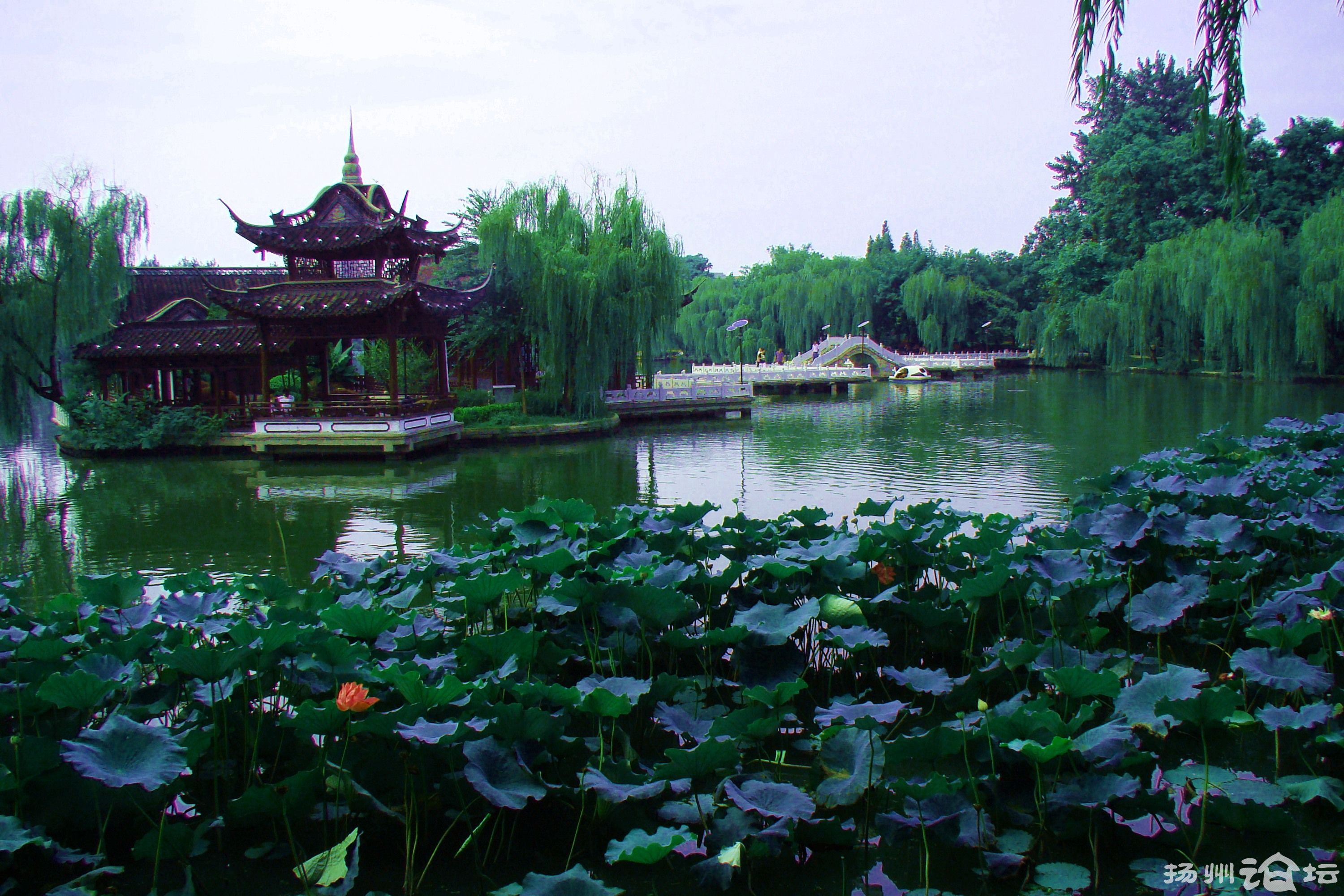 荷花池公园满是桃花,姹紫嫣红的,一年四季,人气最旺