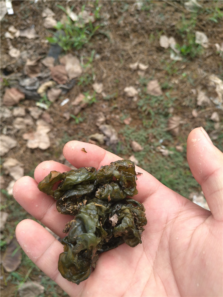 农村这种野菜,只有下雨才会有,你那里叫什么,你吃过吗?