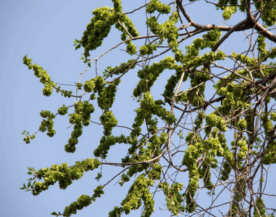 榆钱,本名榆荚,是榆树的种子,也是榆树枝条上开出的花.