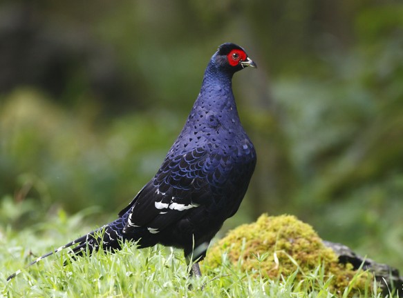 黑长尾雉,雌雄差异很大的物种之一,喜欢雄性羽毛的颜色,你呢