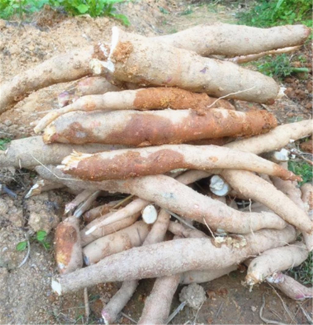 一种小吃,金包银,你可吃过