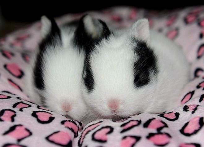世界上最小的公主兔图片