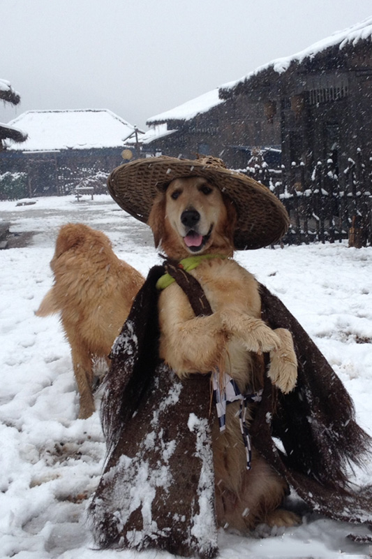 剑客柴犬图片