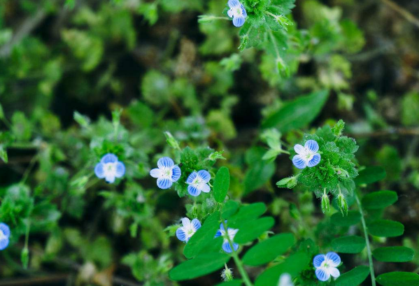 鸭舌草食疗作用:鸭舌草味苦,性凉;具有清热解毒的功效;主治痢疾,肠炎