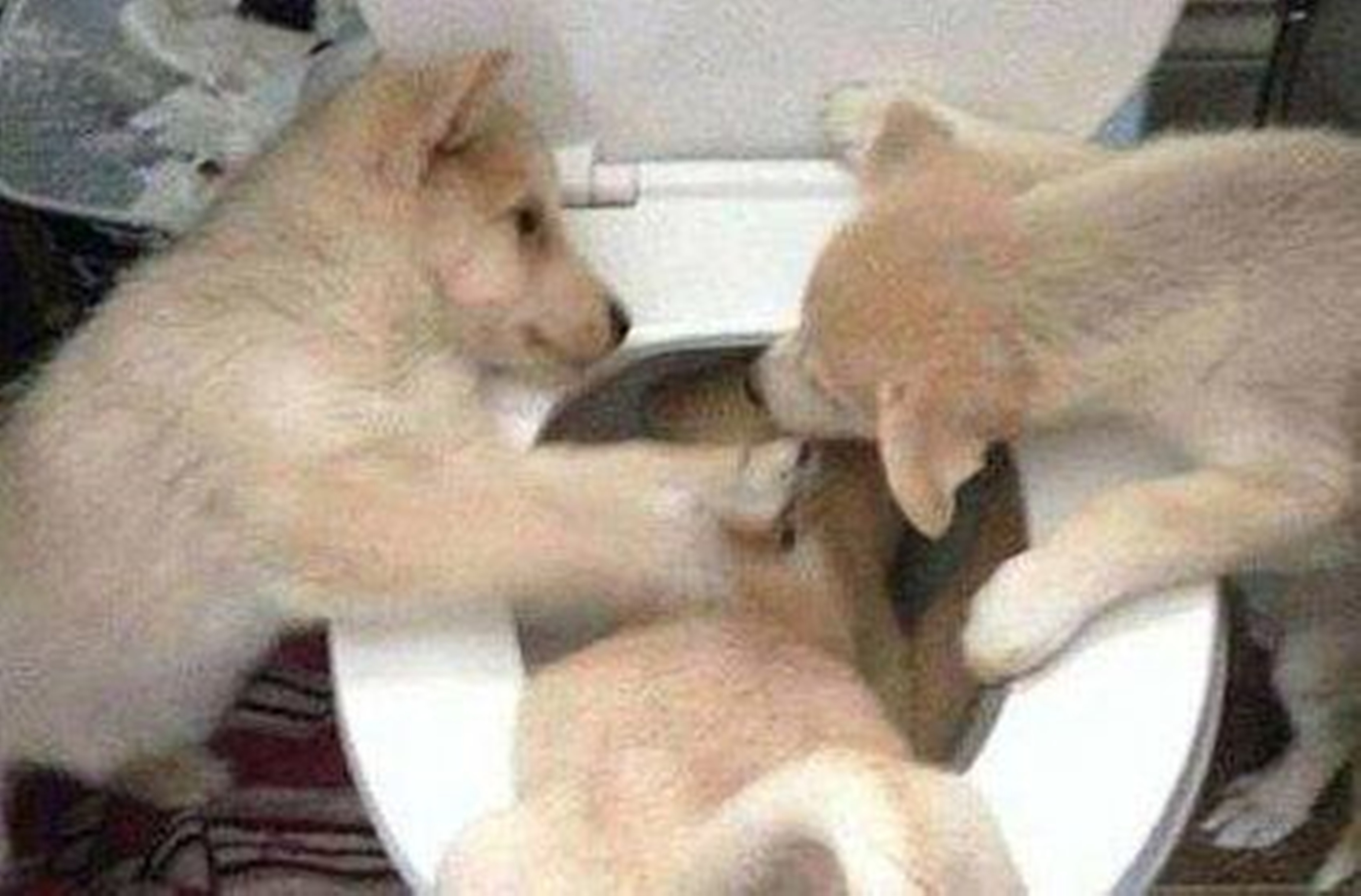 关于狗狗吃屎的真正原因,远没有你想得那么简单!