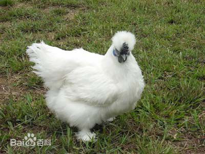 江西泰和乌鸡酒有上百年的历史,内含多种微量元素,你知道吗?