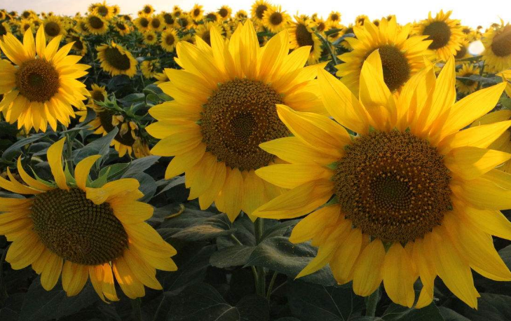 欣欣向荣的向日葵组图,每一张都象征着不屈的灵魂